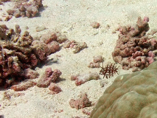 Labre-rasoir masqué juvénile Labre-rasoir masqué juvénile