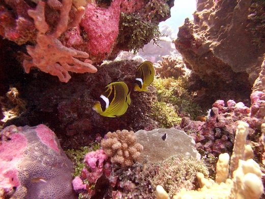 Chaetodon raton laveur Chaetodon raton laveur