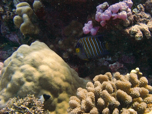 poisson-ange royal poisson-ange royal