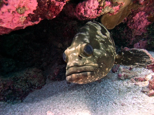 Loche marbrée Loche marbrée
