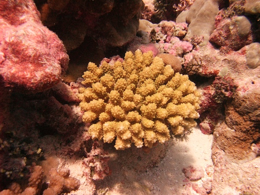 corail Acropora corail Acropora