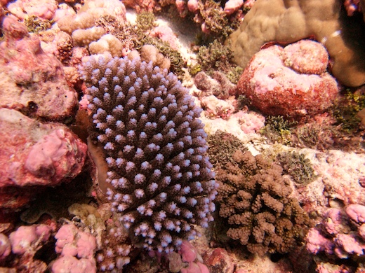 corail Acropora corail Acropora
