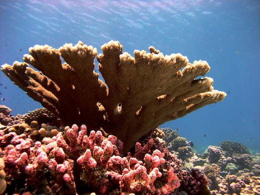 corail Acropora palmata corail Acropora palmata