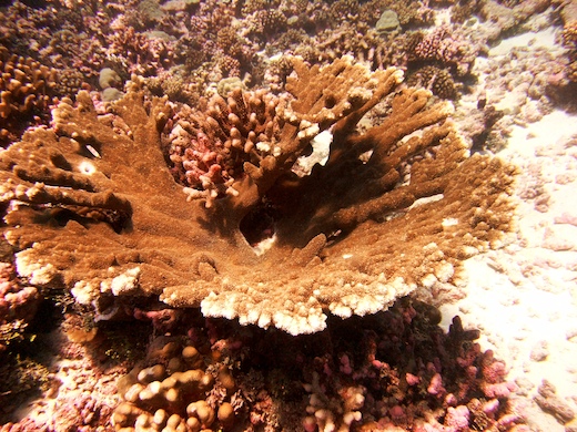 corail Acropora palmata (vue du dessus corail Acropora palmata (vue du dessus)