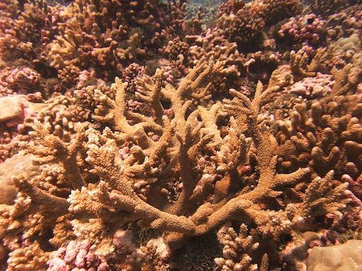 corail Acropora corail Acropora
