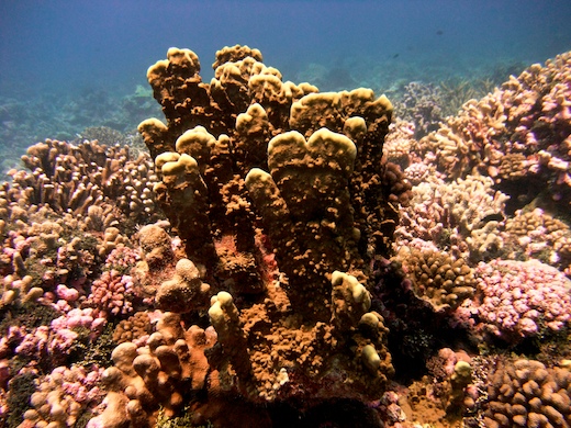 Millepora (corail de feu)