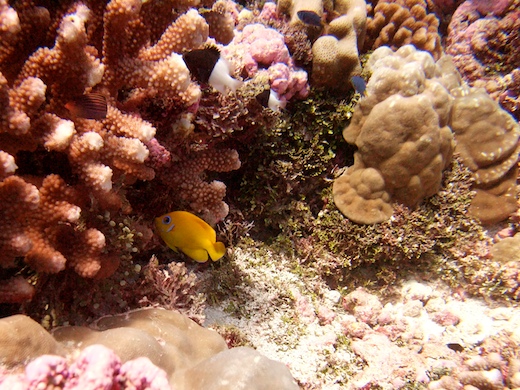 Poisson-ange peau-de-citron + Chromis moitié-moitié Poisson-ange peau-de-citron + Chromis moitié-moitié