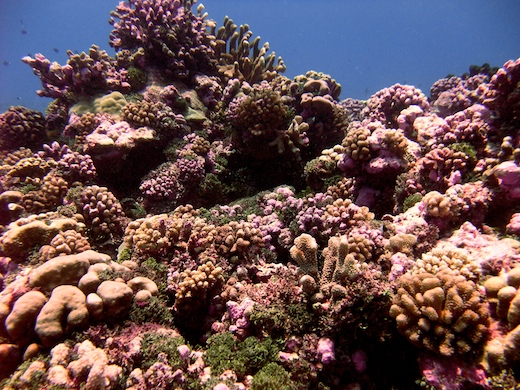 pente récifale pente récifale