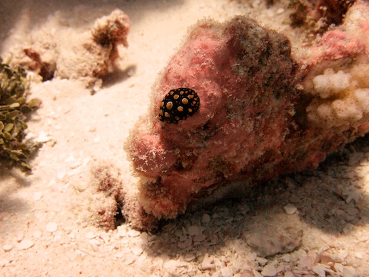 nudibranche : Phyllidia carlsonhoffi nudibranche : Phyllidia carlsonhoffi