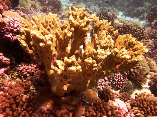 corail Acropora palmata