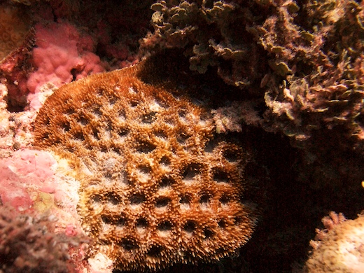 corail dur acanthastrea echinata corail dur acanthastrea echinata