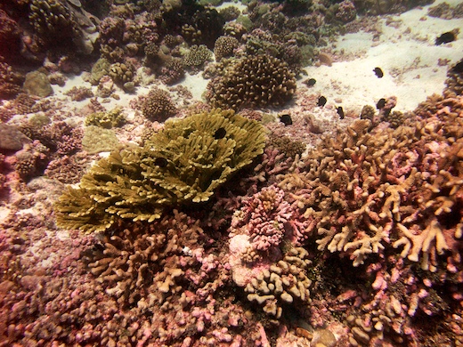 coraux divers ...