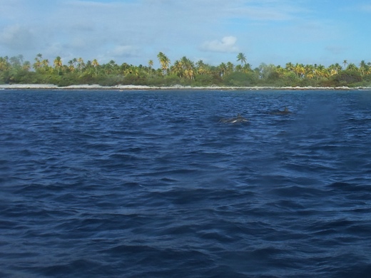 Dauphins près de la passe Dauphins près de la passe