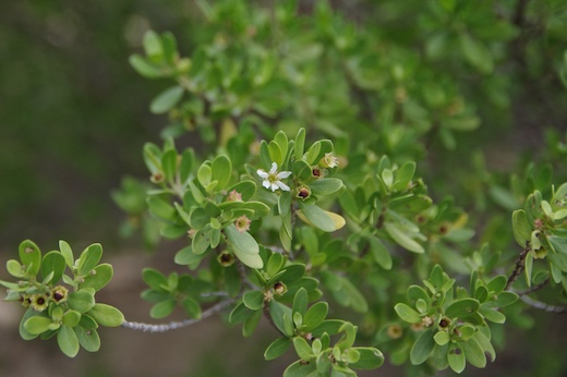 Miki Miki (Pemphis acidula)