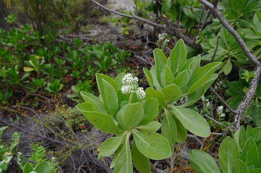 fleurs du Tahinu