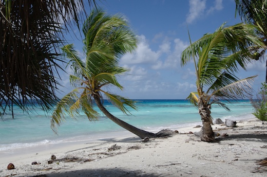 cocotiers, plage, lagon, Fakarava nord