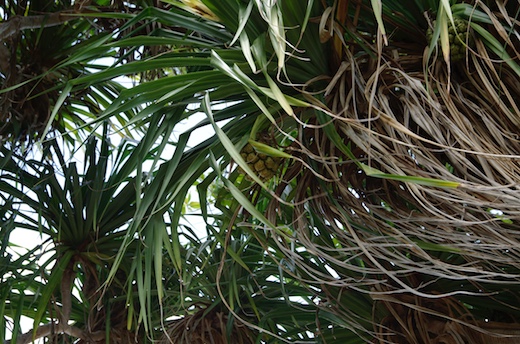 Pandanus :fruit composé de drupes