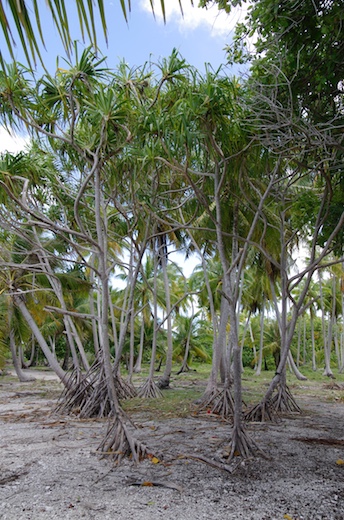 Pandanus ou fara