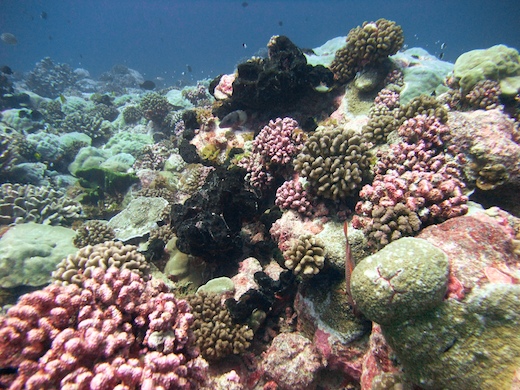 coraux, éponges etc.