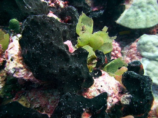 coraux, éponges etc.