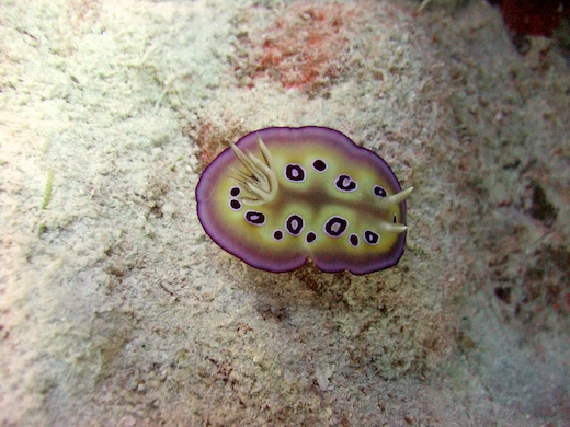 nudibranche Chromodoris cf.
