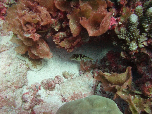 canthigaster à selles noires