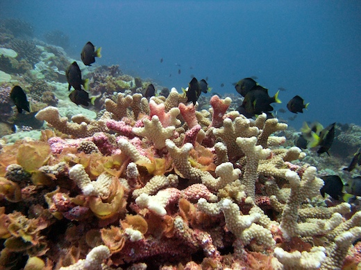 Demoiselles à queue jaune