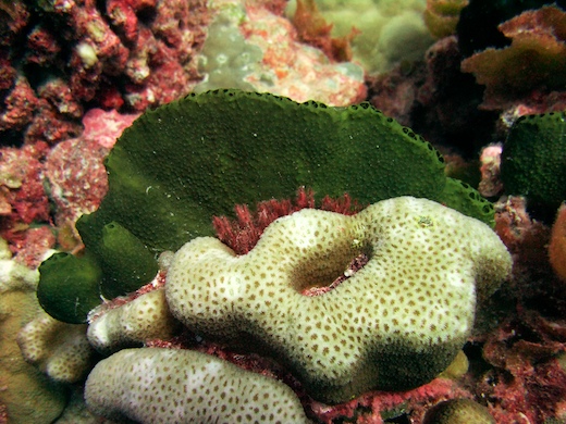 Éponge Cornée Chondrosia et coraux