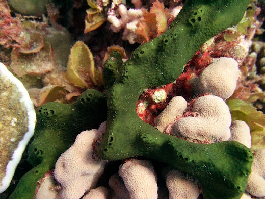 Éponge Cornée Chondrosia et coraux
