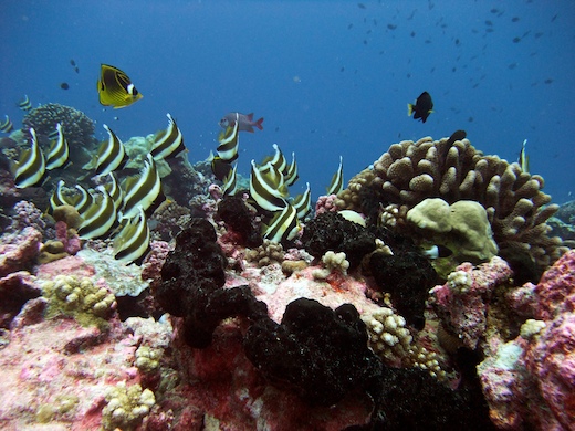 petit banc de Taurillons
