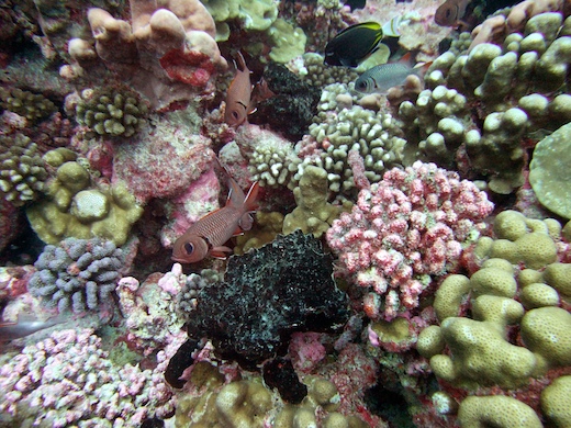 Myripristis, poisson-chirurgien