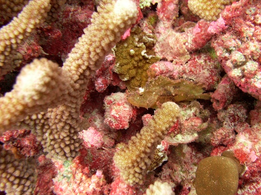 poisson-scorpion feuille (Taenianotus triacanthus)