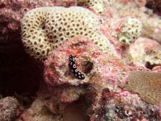 nudibranche Phyllidiella cf. annulata
