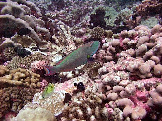 poisson-perroquet, Chaetodon à points-tirets