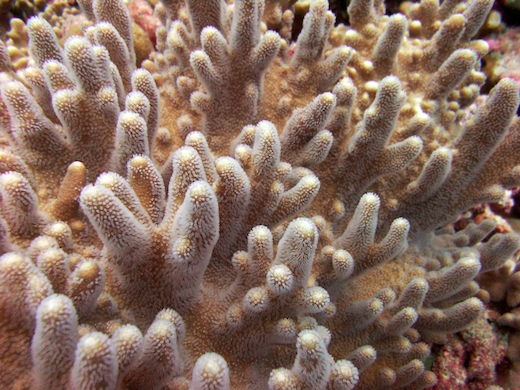 corail mou