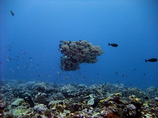 banc de perches pagaies