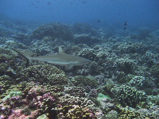 requin gris de récif  Carcharhinus amblyrhynchos