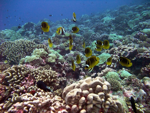 Chaetodons et Taurillons