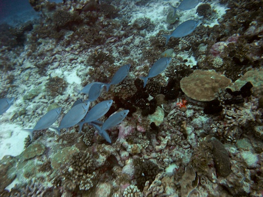 poisson-lapin argenté
