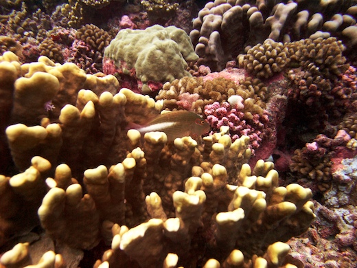 poisson-faucon à tempe annelé