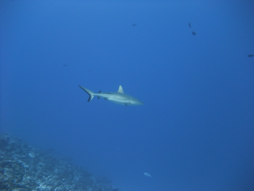 requin gris de récif  Carcharhinus amblyrhynchos