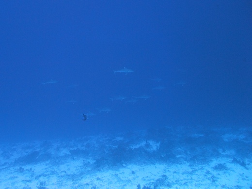 requin pointes blanches de récif Carcharhinus albimarginatus