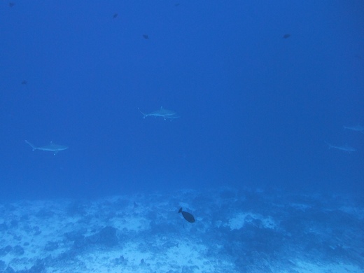 requin pointes blanches de récif Carcharhinus albimarginatus