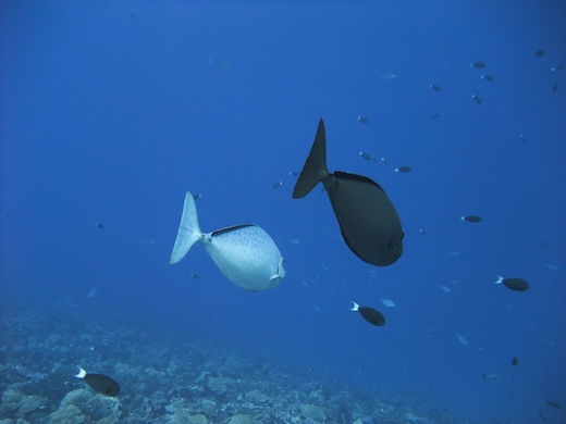 Nason noir (Naso hexacanthus)