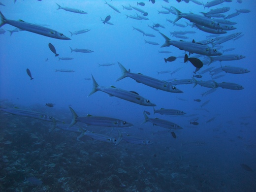 banc de Bécunes de Heller