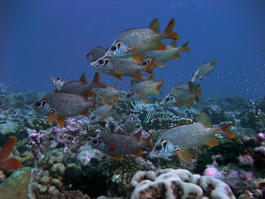 Soldats armés, poissons-écureuils