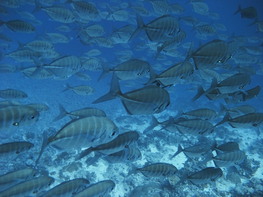 banc de Carangues rayées
