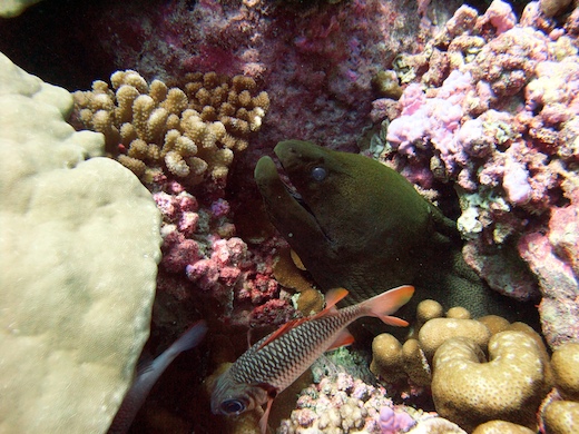 murène javanaise, poisson-soldat