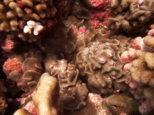 corail Psammocora