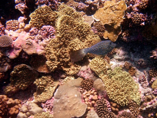 poisson-lime gribouillé